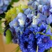 Hydrangea-and-cornflower-closeup thumbnail