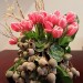 Tulips-and-gumnuts thumbnail