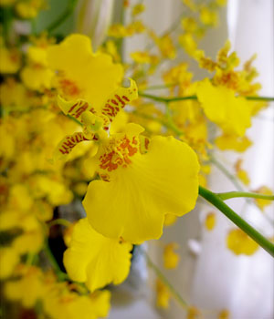dancing-ladies-orchid dancing-ladies-orchid