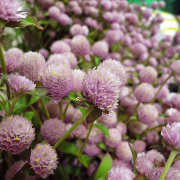 IMG_0083 pink ball flowers