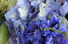 Cornflower and Hydrangea blue flowers